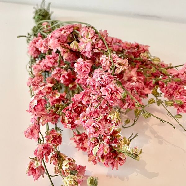Delphinium rose, French Blooming, DIY, Chaton et Monsieur Ours, création en fleurs séchées, delphinium delphinium bleu delphinium elatum delphinium fleur fleur séchée delphinium rose delphinium bleu naturel séché
