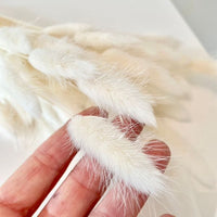 lagurus, lagurus séchée, bouquet de fleur séchée, botte de fleur séchée, Lagurus, Lagurus blanc, lagurus blanche, accessoires déco, accessoires décorations, home déco, home, deco intérieur, déco intérieur, lapin queue herbes, lapin queue fleurs,  bouquet de fleurs séchées lagurus, fleurs séchées lagurus naturel