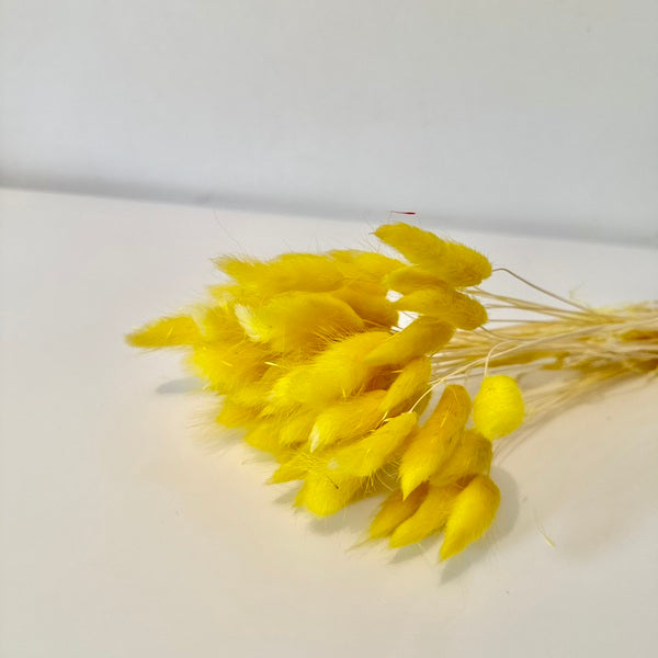 lagurus, lagurus séchée, bouquet de fleur séchée, botte de fleur séchée, Lagurus, Lagurus jaune, lagurus jaune poussin, lagurus jaune fushia, lagurus jaune petard, lugurus poussin,, accessoires déco, accessoires décorations, home déco, home, deco intérieur, déco intérieur, lapin queue herbes, lapin queue fleurs, bouquet de fleurs séchées lagurus, fleurs séchées lagurus naturel