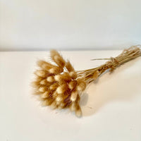 lagurus, lagurus séchée, bouquet de fleur séchée, botte de fleur séchée, Lagurus, Lagurus brin nature, lagurus naturel, accessoires déco, accessoires décorations, home déco, home, deco intérieur, déco intérieur, lapin queue herbes, lapin queue fleurs,  bouquet de fleurs séchées lagurus, fleurs séchées lagurus naturel