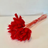 lagurus, lagurus séchée, bouquet de fleur séchée, botte de fleur séchée, Lagurus, Lagurus rouge, lagurus rouge pétard, accessoires déco, accessoires décorations, home déco, home, deco intérieur, déco intérieur, lapin queue herbes, lapin queue fleurs,  bouquet de fleurs séchées lagurus, fleurs séchées lagurus naturel