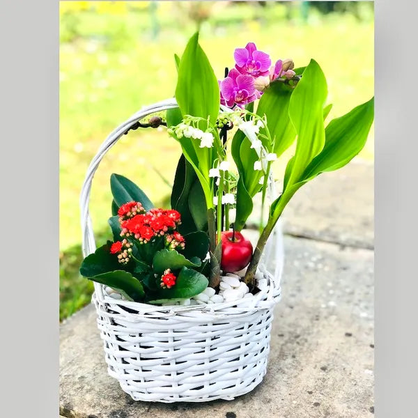 Muguet 1er Mai