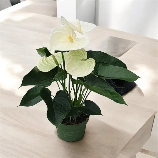 Anthurium blanc en pot