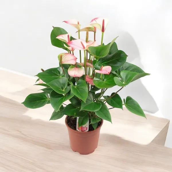 Anthurium rose en pot