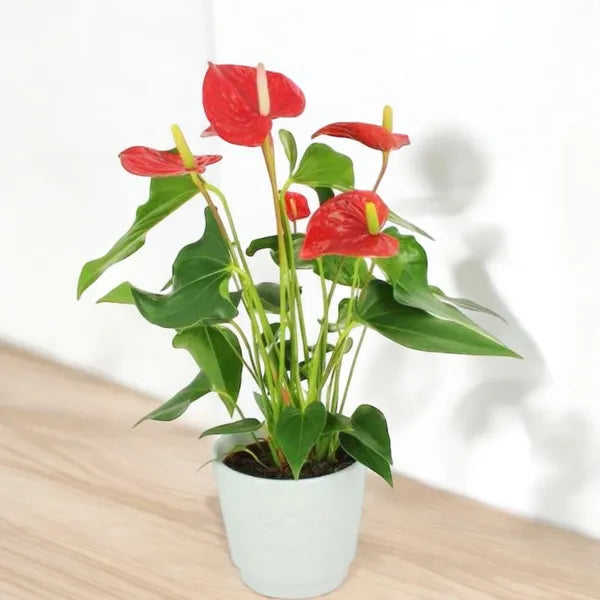 Anthurium rouge en pot