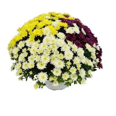 Chrysanthème en pot MULTICOULEURS - Toussaint