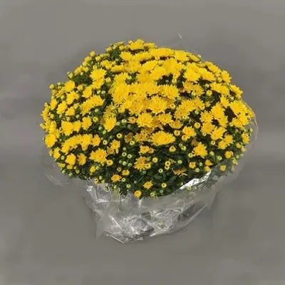 Chrysanthème en pot JAUNE - Toussaint