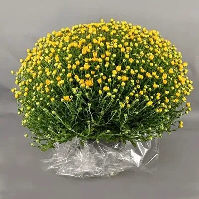 Chrysanthème en pot JAUNE - Toussaint