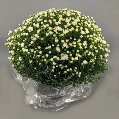 Chrysanthème en pot BLANC - Toussaint