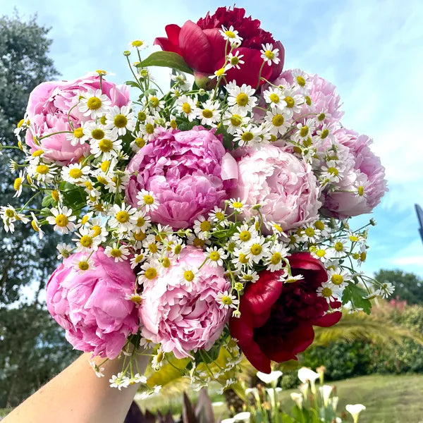 Bouquet de Pivoines 3 couleurs