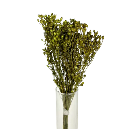 Broom-bloom rose vert olive Mini Bouquet, Complément, Box DIY