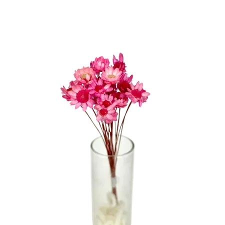Pink Glixia 25 stems, Supplement, DIY Box