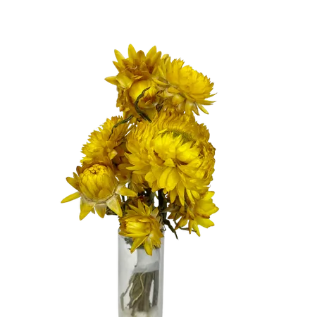 Helichrysum jaune 8 têtes, Complément, Box DIY