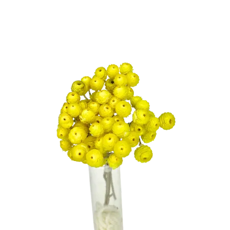 Immortelle du Var jaune Mini Bouquet, Complément, Box DIY