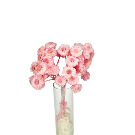 Immortelle du Var pastel pink Mini Bouquet, Complement, Box DIY
