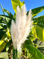 plume de pampas, plume pampa, plumes de pampas, plumes pampas, plumes, plumes blanches, plumes naturel, plume de pampas naturel, plumes de pampas blanche, plumes naturel, plume déco, plume maison
